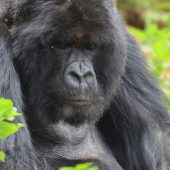  Silverback Gorilla 4, Kajiriti (Congo)